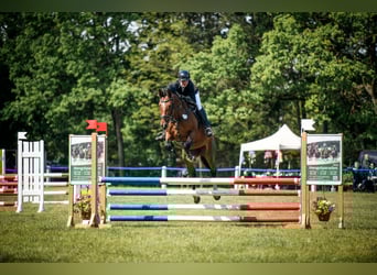 Deutsches Sportpferd, Stute, 9 Jahre, 170 cm, Brauner