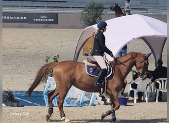 Deutsches Sportpferd, Stute, 9 Jahre, 170 cm, Fuchs