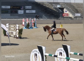 Deutsches Sportpferd, Stute, 9 Jahre, 170 cm, Fuchs