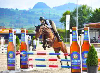 Deutsches Sportpferd, Stute, 9 Jahre, 172 cm, Dunkelbrauner