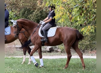 Deutsches Sportpferd, Stute, 9 Jahre, 172 cm, Fuchs