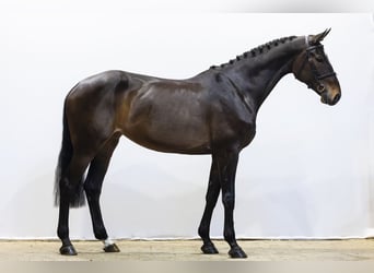 Deutsches Sportpferd, Stute, 9 Jahre, 172 cm