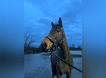 Deutsches Sportpferd, Stute, 9 Jahre, 174 cm, Brauner