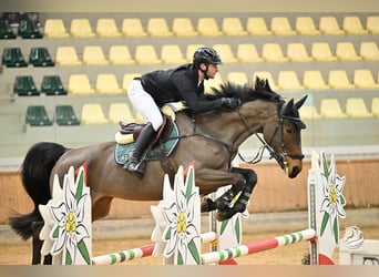 Deutsches Sportpferd, Stute, 9 Jahre, 174 cm, Brauner