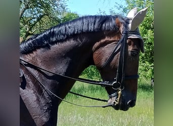 Deutsches Sportpferd, Stute, 9 Jahre, 174 cm, Dunkelbrauner