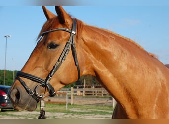 Deutsches Sportpferd, Stute, 9 Jahre, 174 cm, Fuchs