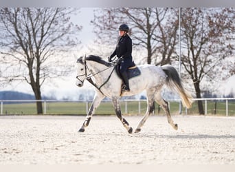 Deutsches Sportpferd, Stute, 9 Jahre, 174 cm, Schimmel