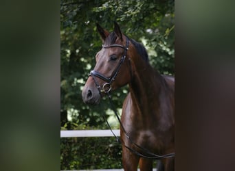Deutsches Sportpferd, Stute, 9 Jahre, 175 cm, Dunkelbrauner