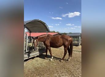 Deutsches Sportpferd, Stute, 9 Jahre, 175 cm, Dunkelfuchs