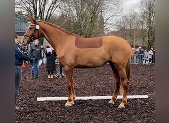 Deutsches Sportpferd, Stute, 9 Jahre, 176 cm, Fuchs