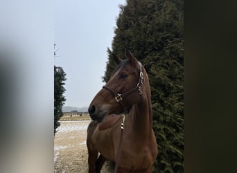 Deutsches Sportpferd, Stute, 9 Jahre, 178 cm