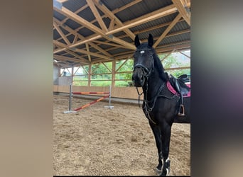 Deutsches Sportpferd, Stute, 9 Jahre, 180 cm, Schwarzbrauner