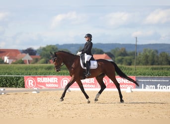 Deutsches Sportpferd, Stute, 9 Jahre, 181 cm, Brauner