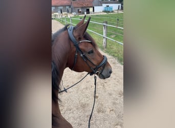 Deutsches Sportpferd, Stute, 9 Jahre, 181 cm, Brauner