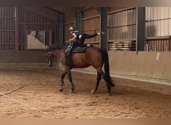 Deutsches Sportpferd, Stute, 9 Jahre, 181 cm, Brauner
