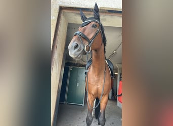 Deutsches Sportpferd, Stute, 9 Jahre, 181 cm, Brauner