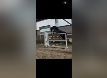 Deutsches Sportpferd, Stute, 9 Jahre, 181 cm, Brauner