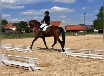 Deutsches Sportpferd, Stute, 9 Jahre, 181 cm, Brauner