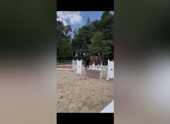 Deutsches Sportpferd, Stute, 9 Jahre, 181 cm, Brauner