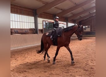 Deutsches Sportpferd, Stute, 9 Jahre, 181 cm, Brauner