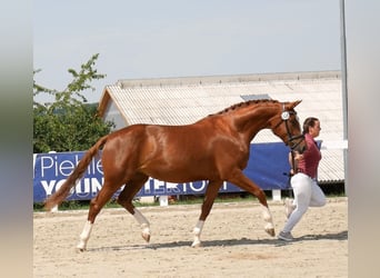 Deutsches Sportpferd, Stute, 9 Jahre, Fuchs