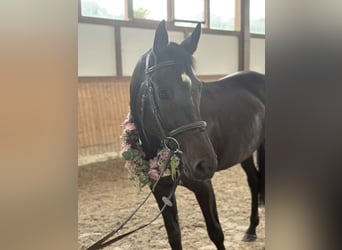 Deutsches Sportpferd, Stute, 9 Jahre, Schwarzbrauner