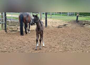 Deutsches Sportpferd, Stute, , 164 cm, Rappe