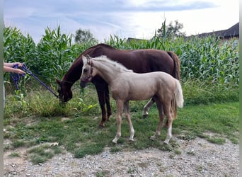 Deutsches Sportpferd, Stute, Fohlen (06/2024), 165 cm, Palomino