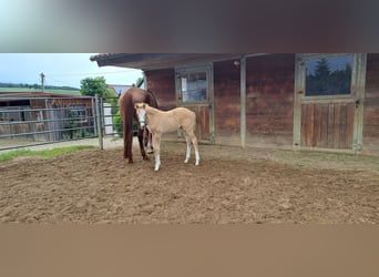 Deutsches Sportpferd, Stute, , 166 cm, Palomino