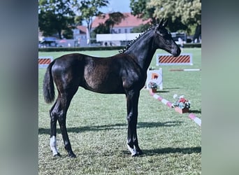 Deutsches Sportpferd, Stute, Fohlen (04/2025), 168 cm, Rappe