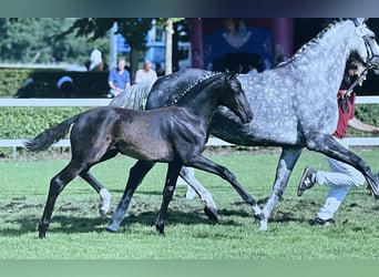Deutsches Sportpferd, Stute, Fohlen (04/2025), 168 cm, Rappe