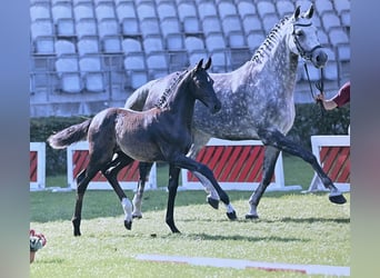 Deutsches Sportpferd, Stute, Fohlen (04/2025), 168 cm, Rappe