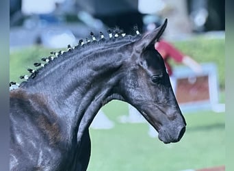 Deutsches Sportpferd, Stute, Fohlen (04/2025), 168 cm, Rappe