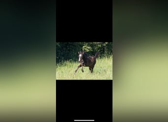 Deutsches Sportpferd, Stute, , 168 cm, Schwarzbrauner