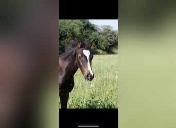 Deutsches Sportpferd, Stute, , 168 cm, Schwarzbrauner