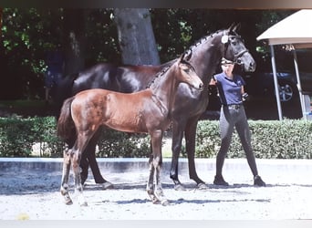 Deutsches Sportpferd, Stute, Fohlen (04/2026), 170 cm, Brauner