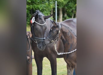 Deutsches Sportpferd, Stute, Fohlen (05/2025), 170 cm