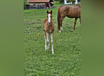 Deutsches Sportpferd, Stute, , 170 cm, Dunkelfuchs