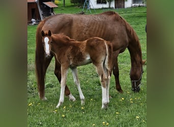Deutsches Sportpferd, Stute, , 170 cm, Dunkelfuchs