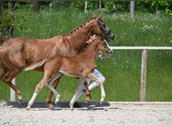 Deutsches Sportpferd, Stute, , 170 cm, Dunkelfuchs