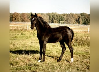 Deutsches Sportpferd, Stute, Fohlen (07/2025), 170 cm, Rappe