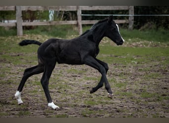 Deutsches Sportpferd, Stute, , 170 cm, Schwarzbrauner