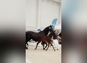 Deutsches Sportpferd, Stute, Fohlen (05/2026), 170 cm, Schwarzbrauner