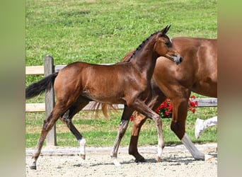 Deutsches Sportpferd, Stute, Fohlen (05/2023), 172 cm, Brauner