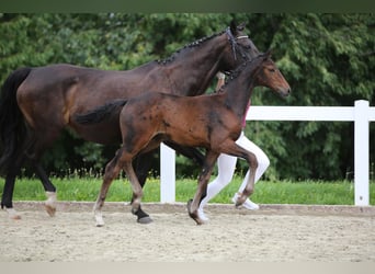 Deutsches Sportpferd, Stute, Fohlen (05/2025), 172 cm, Brauner