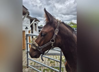 Deutsches Sportpferd, Stute, Fohlen (05/2025), 172 cm, Dunkelbrauner