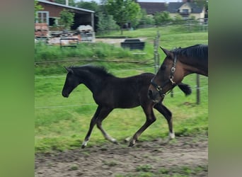 Deutsches Sportpferd, Stute, Fohlen (02/2024), 172 cm, Kann Schimmel werden