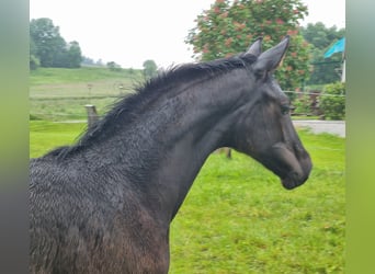 Deutsches Sportpferd, Stute, Fohlen (02/2024), 172 cm, Kann Schimmel werden