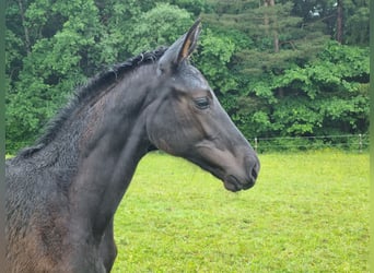 Deutsches Sportpferd, Stute, Fohlen (02/2024), 172 cm, Kann Schimmel werden