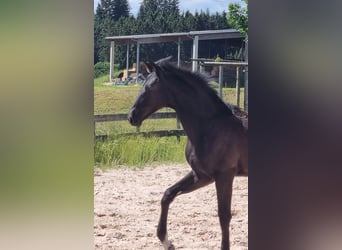 Deutsches Sportpferd, Stute, Fohlen (02/2024), 172 cm, Kann Schimmel werden